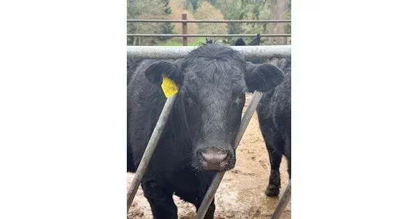 Preserving Farming Heritage: Innovative Concrete Solution Extends Service Life at Silver Creek Angus Ranch