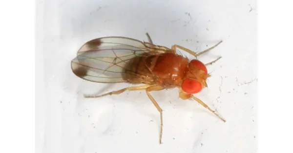 Hood College Receives Research Grant Targeting Invasive Fly Species Responsible for Over $700M in Agricultural Damage